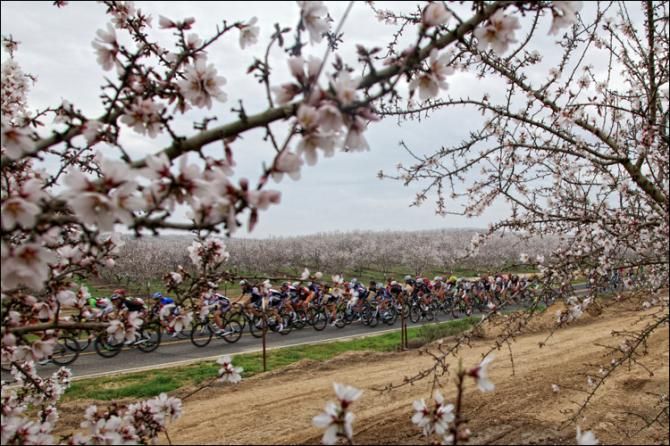 Cherry blossoms and bikes. A nice combo!