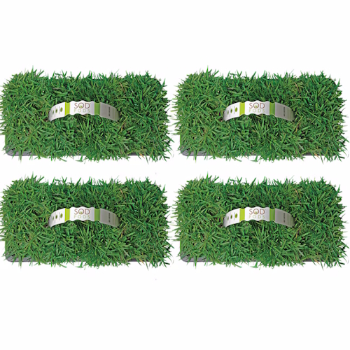 Sod Pods Zoysia Grass Plug