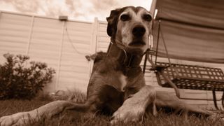 Image shows a dog lying on the grass and the image has had a sepia overlay added in-camera with no post third party editing