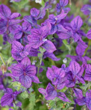 purple flowers of Salvia viridis ‘Blue Monday’