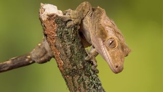 Crested Gecko