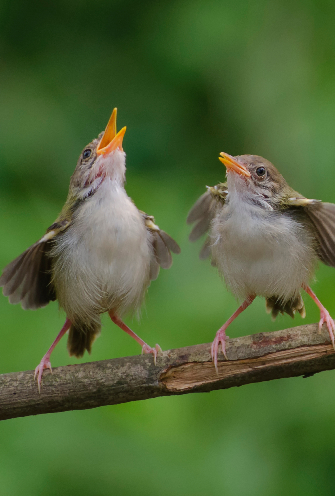 Birdsong