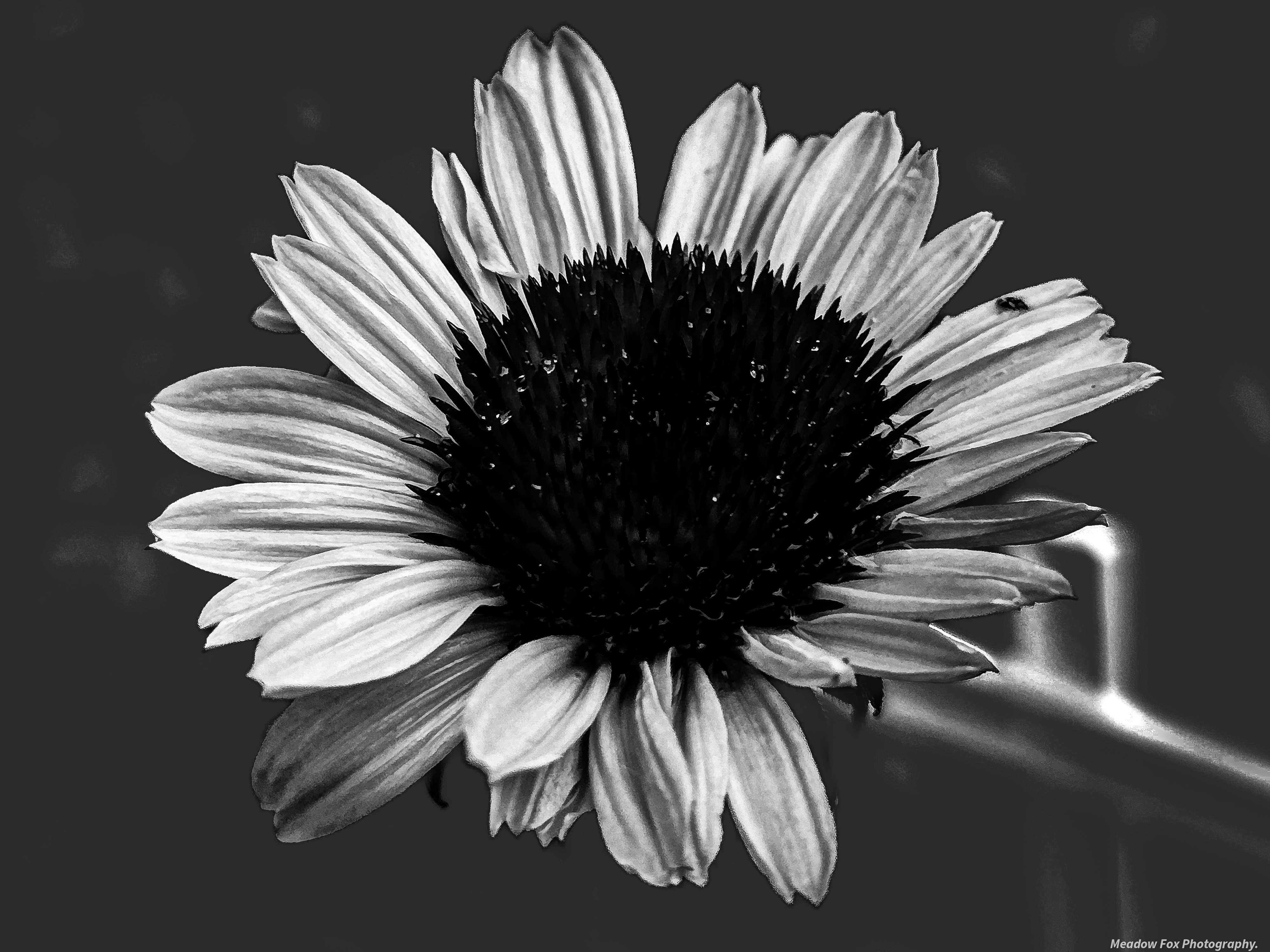 GuruShots - Mostly Black July 2025