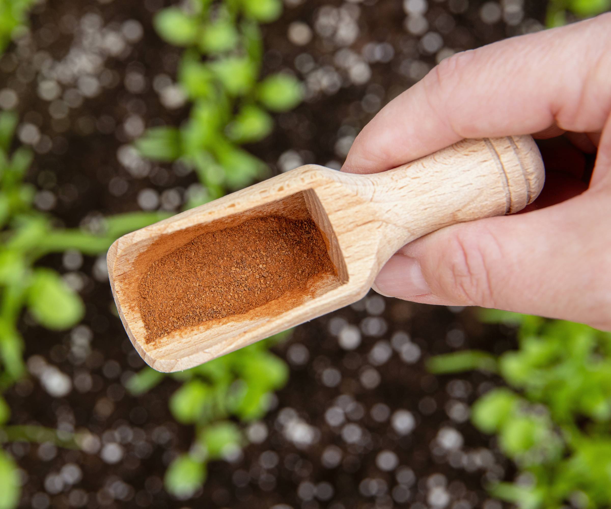 A hand holds a wooden spoon of cinnamon over a garden