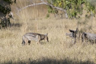 A side-striped jackal roams the savanna in Botswana.