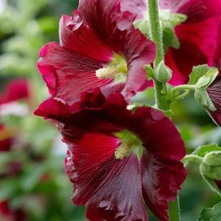 NatureHills.com red hollyhocks