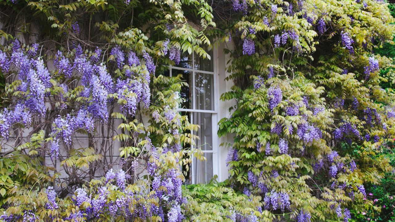 Purple wisteria vines around window