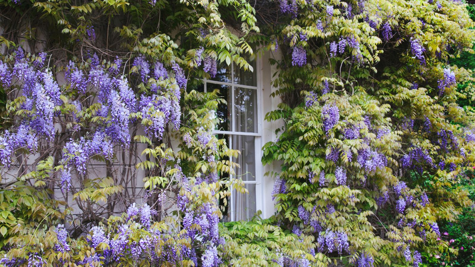 What Is Wisterias Growth Rate and Is It Invasive? | Gardening Know How