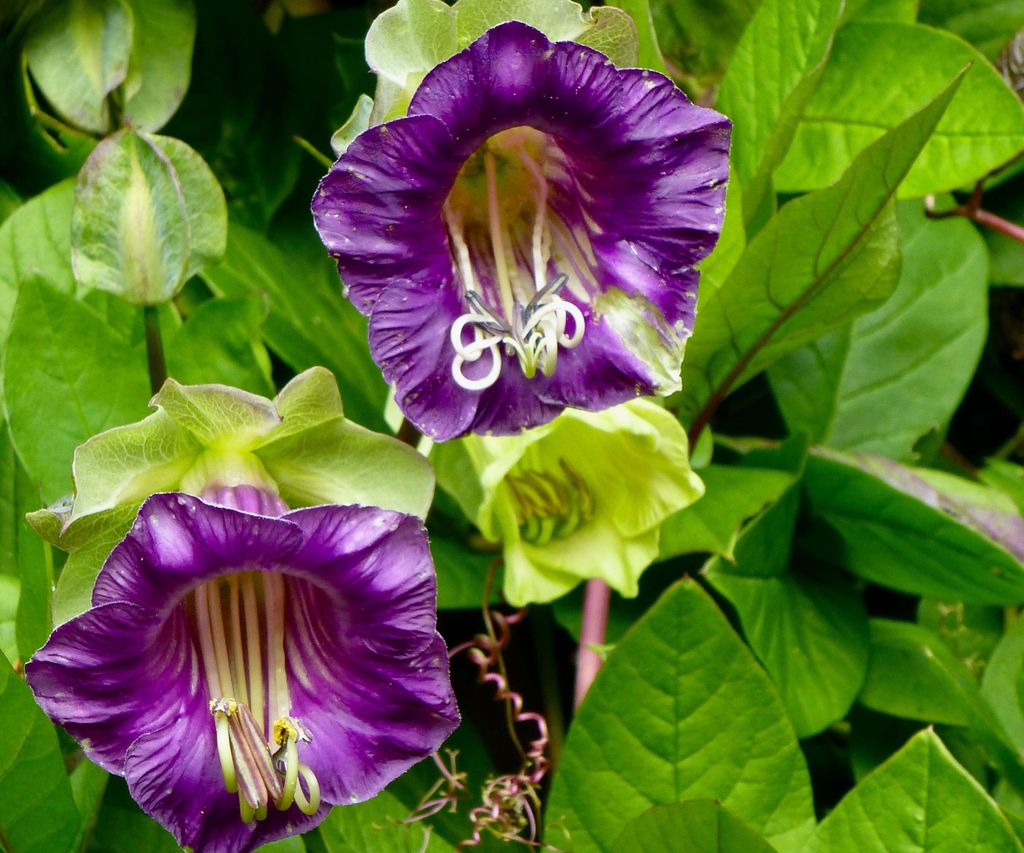 Fast Growing Climbing Plants 10 Options For Speedy Coverage Homes And Gardens