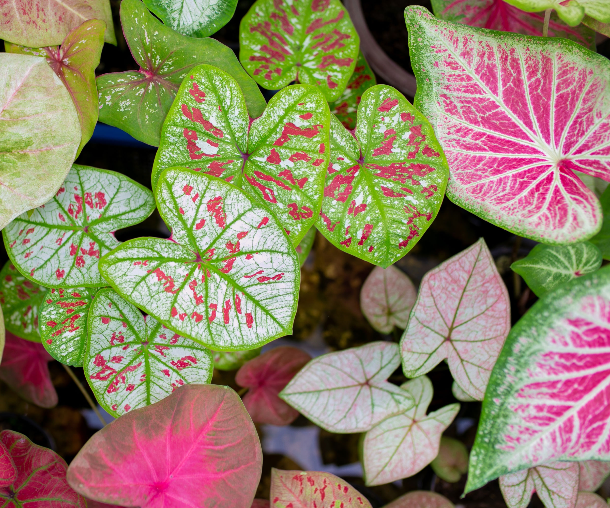 caladium plant showing different colored leaves