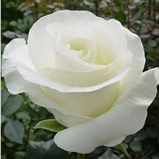 Double White Rose Seeds Flower Bush Perennial Shrub Flowers