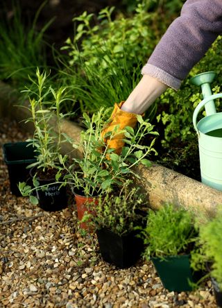 Herb garden