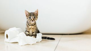 Kitten playing with toilet roll