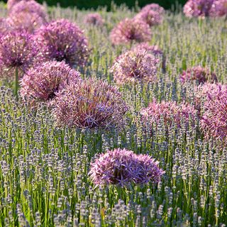 giant alliums known as ornamental onions