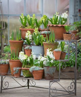 spring container ideas plant theatre