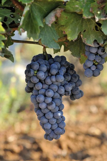 Bundle Of Blue Grapes On The Vine