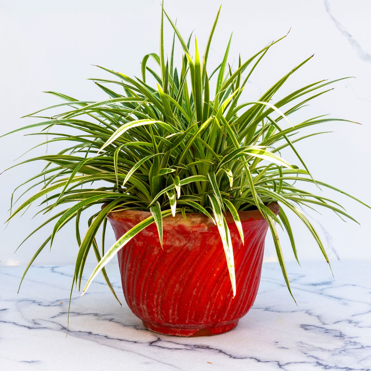 lush spider plant in red pot on marble background
