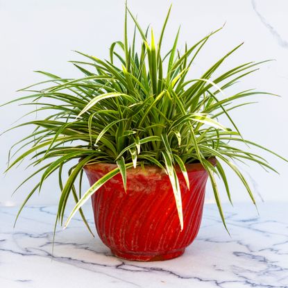 lush spider plant in red pot on marble background