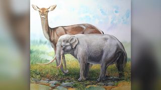 An illustration of a dwarf elephant, a resident on islands in the Mediterrnean Sea until modern humans arrived and it went extinct. For scale, the living male fallow deer is pictured next to the elephant, which is 40 inches tall (1 meter) at the shoulders.