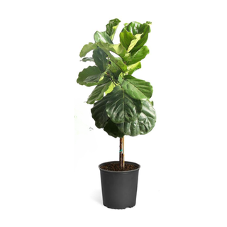 A fiddle leaf fig tree plant in black pot