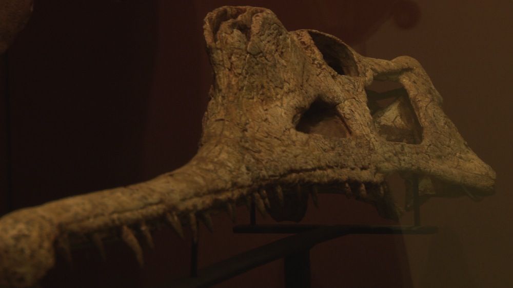 phytosaur skull with teeth