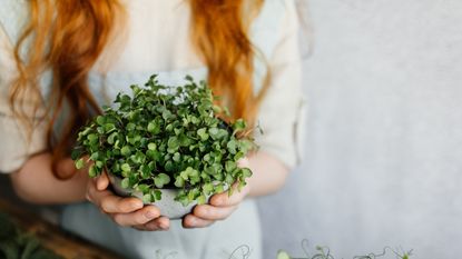 Woman holding bowl of microgreen shoots