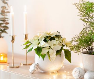 A white poinsettia in a pot on a mantle with holiday decorations