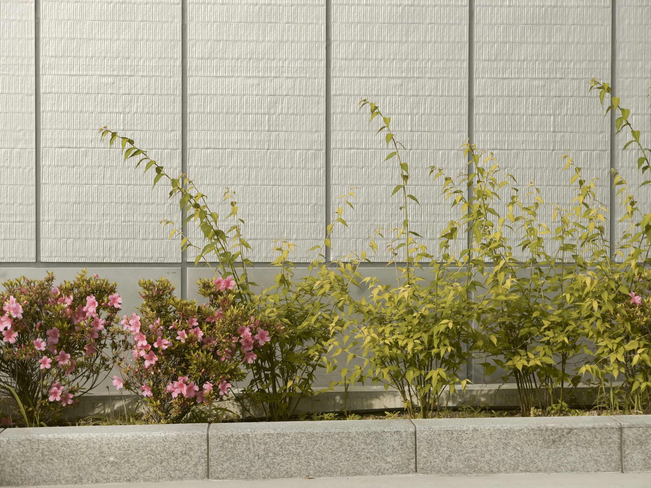 Sample image taken with the Panasonic Lumix L10; flower bed contrasting a plain gray building frontage on Osaka urban street