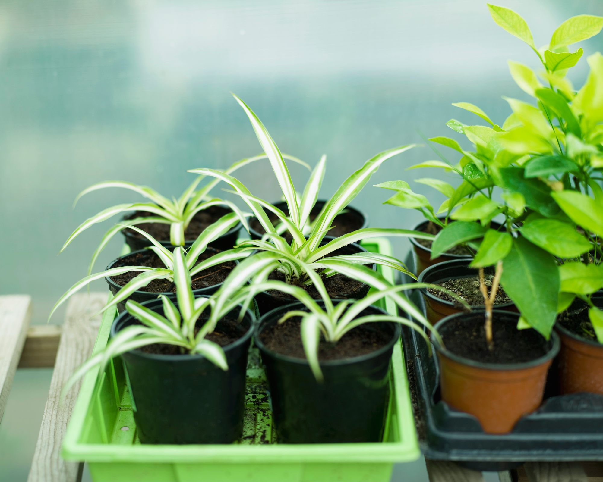 small spider plants in pots next to plants in a greenhouse