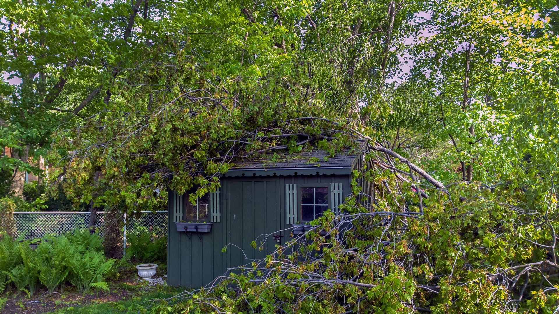 My neighbor’s tree is damaging my property — what can I do? Here’s what the experts say My neighbor’s tree is damaging my property — what can I do? Here’s what the experts say