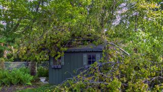 Shed with tree fallen on roof