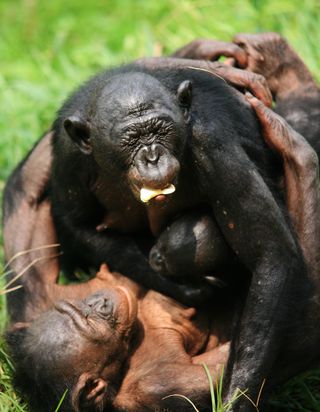 A female bonobo embraces a newcomer on her first day in a new group.