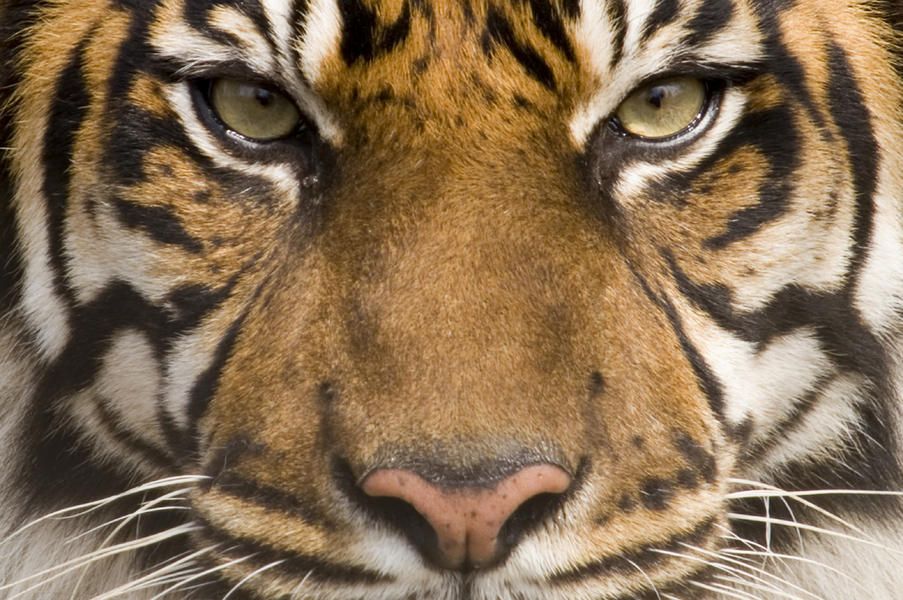 Tiger decides to take morning stroll in France