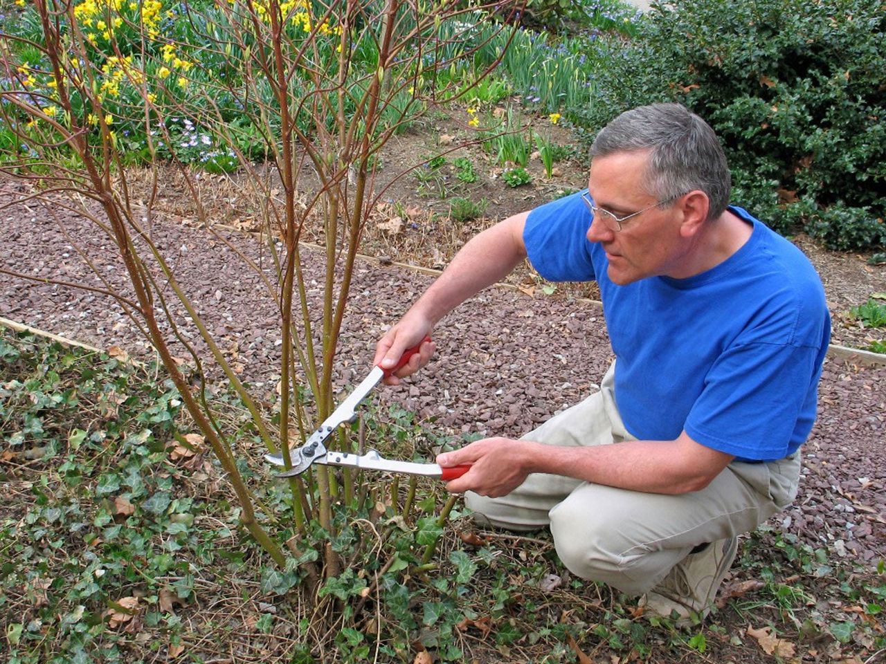 Man Trimming A Dogweed Tree Branch