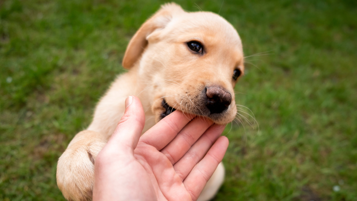 Golden Labrador Retriever puppy biting on owner&#039;s hand in a field