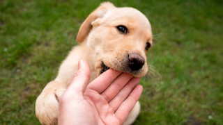 Golden Labrador Retriever puppy biting on owner's hand in a field