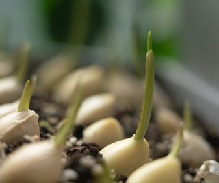 Garlic cloves sprouting in a container
