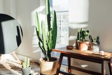 Cactus in a living room