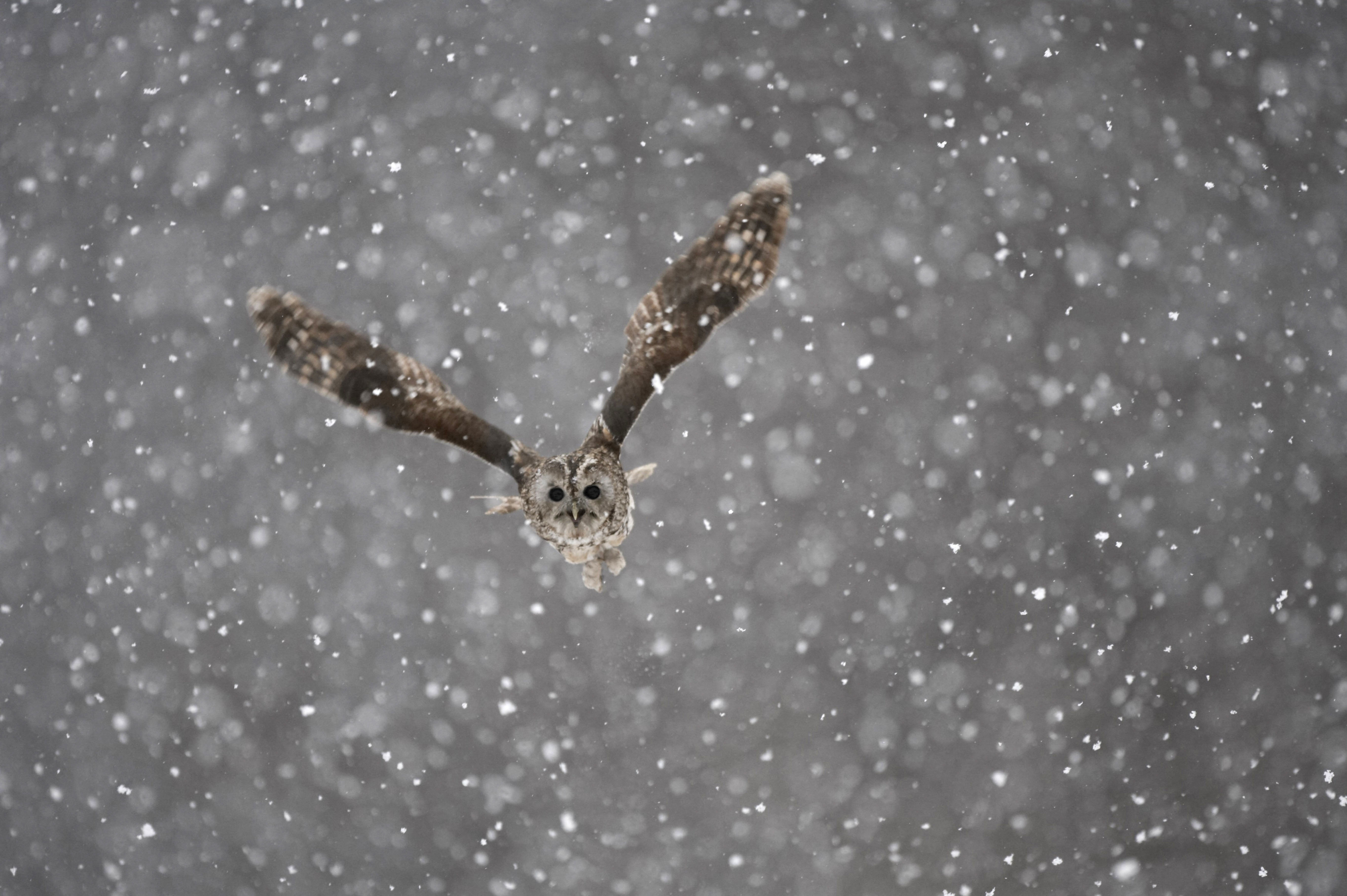 A tawny owl in flight during a blizzard