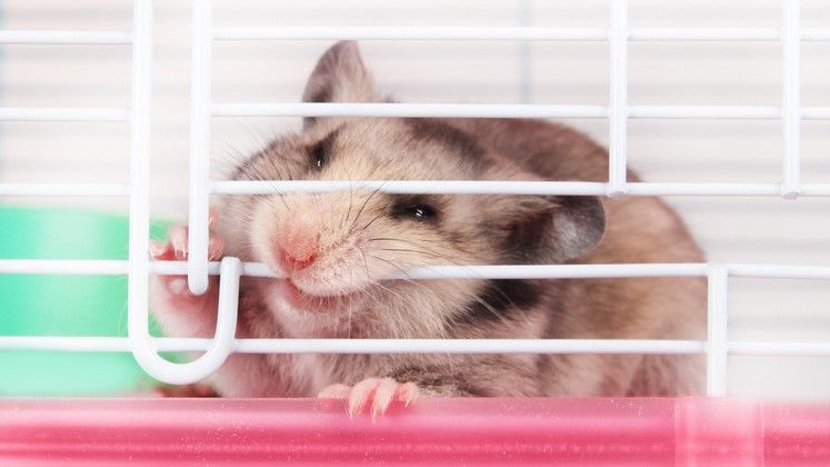 Hamster chewing store cage at night