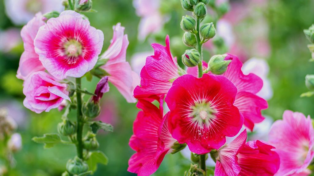 pretty pink hollyhock flowers 