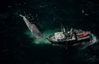 A blue whale killed by a ship collison is examined by Oregon State University researchers aboard their 85-foot vessel, the Pacific Storm.