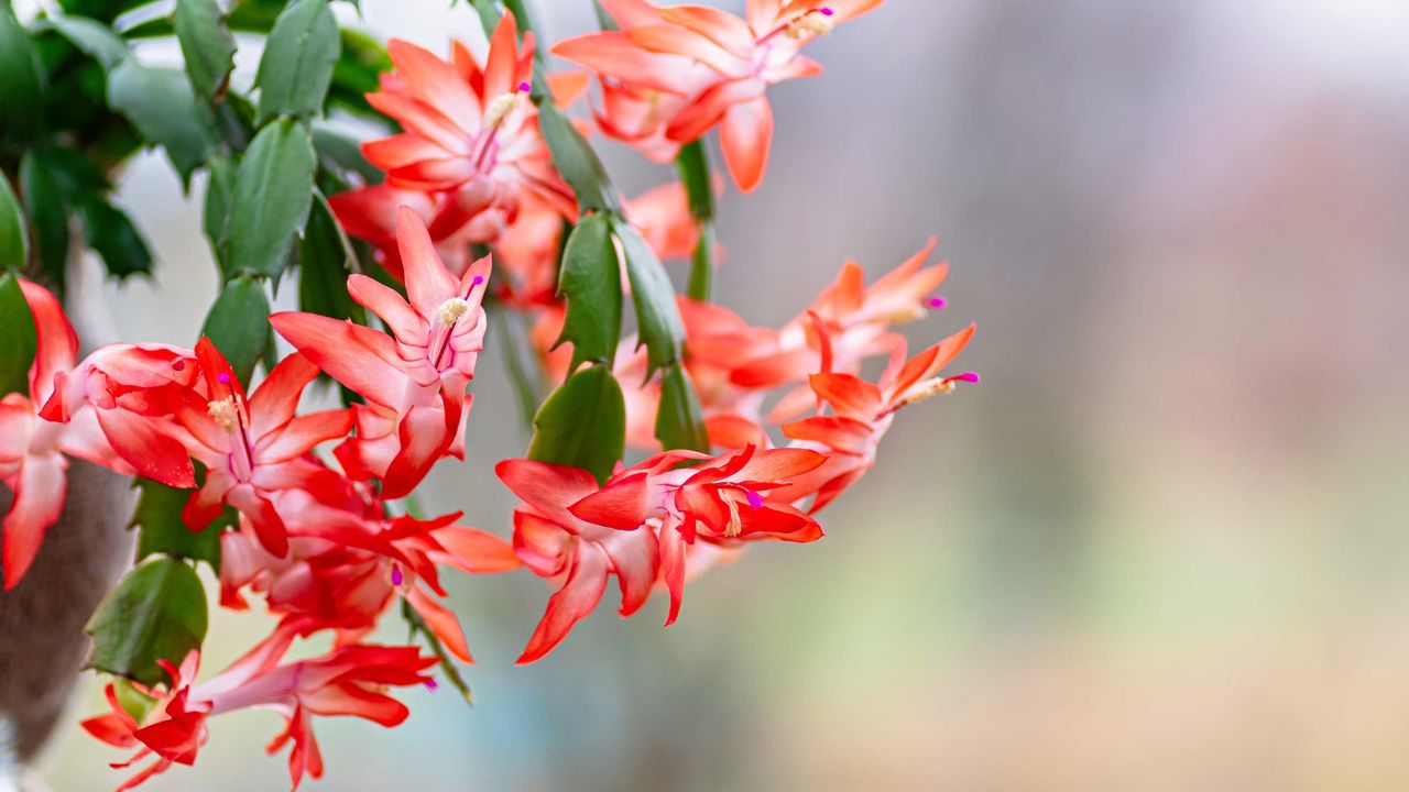 how to repot a Christmas cactus