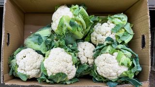 cardboard box of cauliflower heads