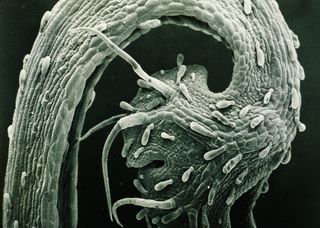 house fern microscope image