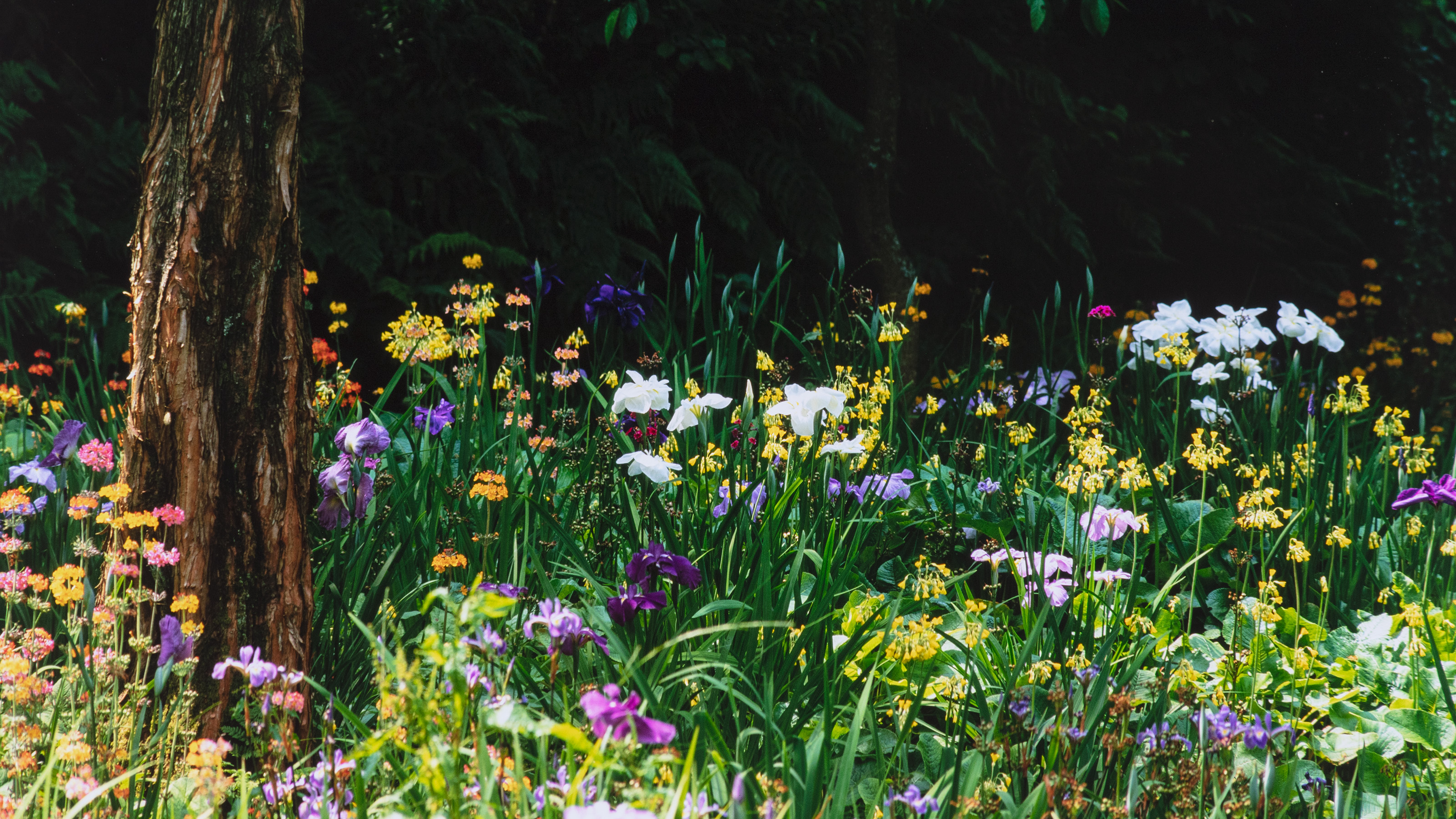 shade-loving wildflowers for a cottage garden shade garden with colourful wildflowers underplanting a tree