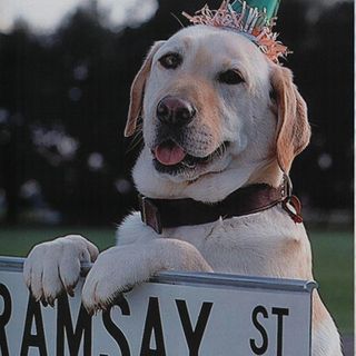 Bouncer the dog on the Ramsay Street sign