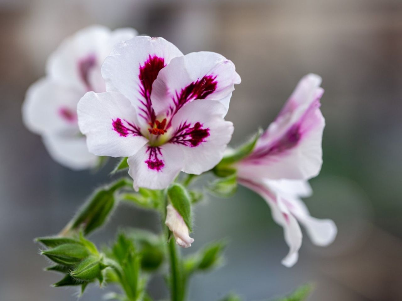 White Flowered Geranium Plant