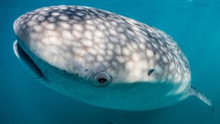 Whale sharks are the biggest sharks alive today, and have eyes surrounded by tiny teeth.