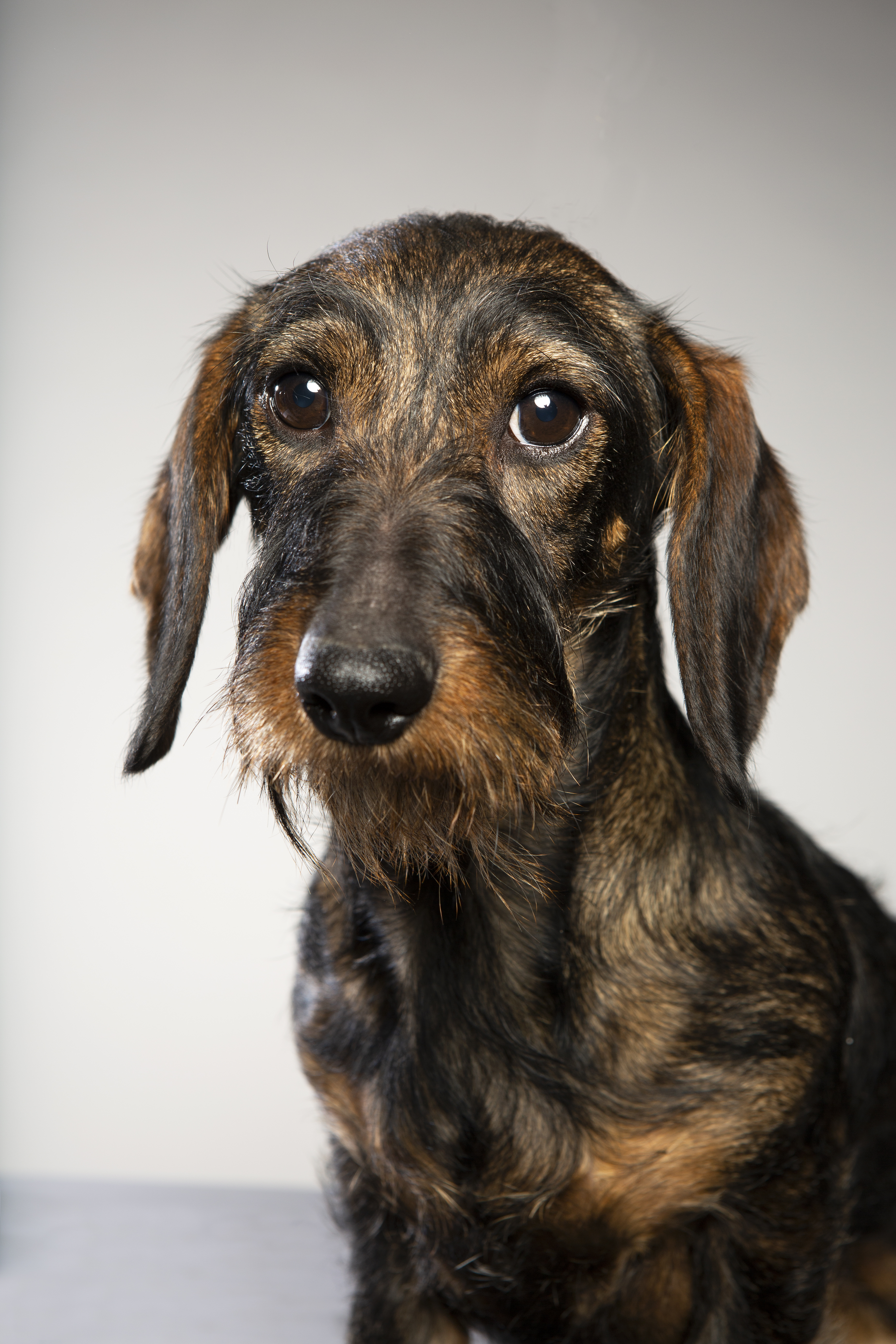 Portrait of a wire-haired miniature dachshund